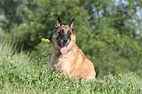 MALINOIS 390